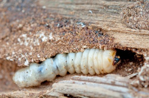 Der Holzwurm ist gar kein Wurm, sondern die Larve eines Käfers. Foto: Adobe Stock