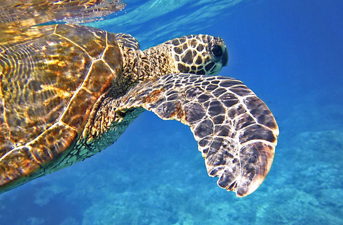 Fast alle Arten der Meeresschildkröten sind vom Aussterben bedroht.
