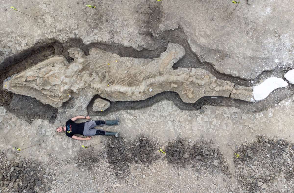 Immer wieder finden Forscher Überbleibsel aus der Zeit der Dinosaurier. Wie hier in Großbritannien: Ziemlich klein wirkt der Experte am Ausgrabungsort neben seinem Fund. Die versteinerte Urzeitechse ist zehn Meter lang.
