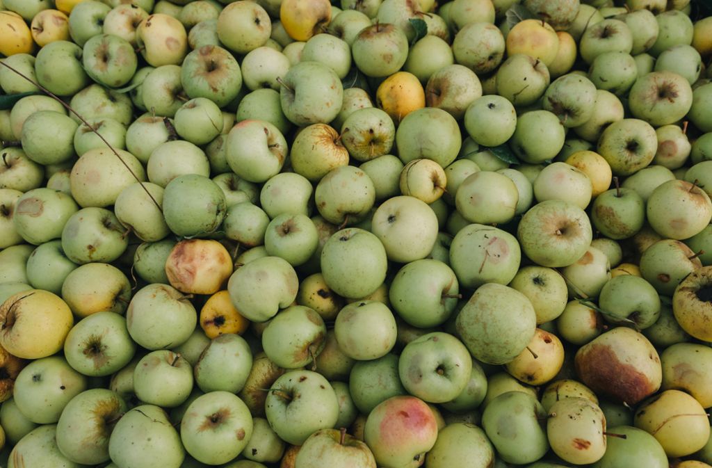 Im Herbst ist Zeit für die Apfelernte. In der Bildergalerie erfährst du, wie aus den leckeren Früchten frischer Apfelsaft gemacht wird.