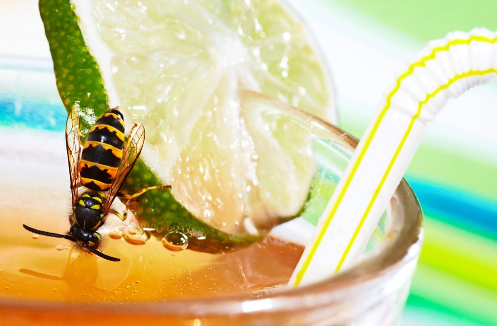 Sommer: Tipps gegen Wespen