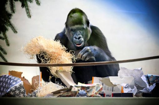 Säugetiere wie Affen müssen in dieser besucherlosen Zeit gut beschäftigt werden. Foto: Horst Rudel