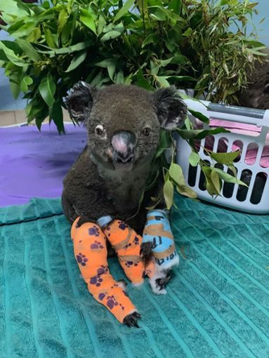 Koala mit Gips