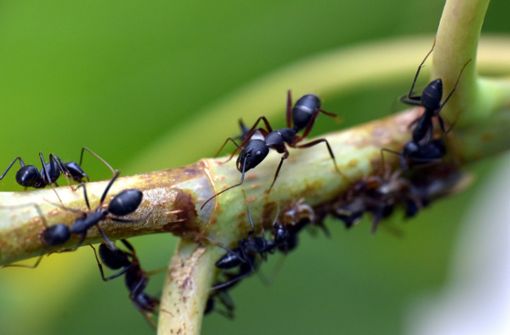 Auf der Erde gibt es unfassbar viele Ameisen. Foto: Sandeep Handa/Pixabay