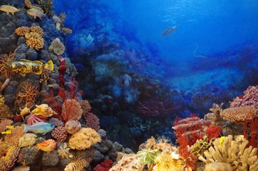 Korallenriffe sind ein wichtiger Lebensraum für viele Meerestiere. Foto: wanzi989813/Pixabay